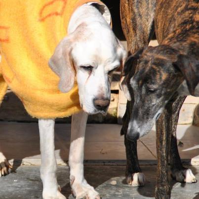 Foto: SOS PARA CHICO!.. Un abuelito de 15 años dejado en una protectora,, se esta dejando morir, no quiere comer, ni quiere seguir viviendo.. POR FAVOR ES EXTREMADAMENTE URGENTE ESTE CASO.  Esta en Zaragoza, estoy esperando que me pasen un mail de contacto, de momento poned el mio.  irina.animalessinhogar@gmail.com  Te adjunto fotos y la historia de Chico, ¿recuerdas que te hablamos de un abuelito que han traido con 15 años?? El perro estaba bastante bien cuando hemos recogido pero el refugio, el susto del cambio a pension, de nuevo refugio y el abandono de su familia lo esta matando. Practicamente ha dejado de comer, esta dejando morir. Busco alguien que lo recoja para que pase los ultimos dias de su vida compañado, estoy convencida que una mañana cuando vayamos va a estar muerto..  NOMBRE:   CHICO   SEXO:      Macho   RAZA :     Pointer   EDAD:       1997    PESO:       Muy delgado   ESTERILIZACION: No    ANALISIS:  Si, todo negativo   CARÁCTER:  Tranquilo y cariñoso con las personas, muy bien con hembras, segun han dicho es dominante con machos.   ESTADO FISICO:  Hasta que ha entrado en el fugio estaba bien, en este momento ha dejado de comer, esta siempre muy triste y apenado.   Su anterior propietario se puso en contacto con el refugio, nos dijo que ella ya no podia cuidar, que era muy mayor (65 años) y que Chico le tiraba mucho en los paseos. Chico ha vivido toda su vida en familia, desde que tenia tres meses, por eso en este momento no sabe que esta pasando, no quiere comer, los tres primeros dias los ha pasado llorando en la puerta, es muy triste verlo asi.   Soy consciente que es muy dificil que alguien quiera adoptar, no creo le quede demasiado tiempo para disfrutar, pero es muy triste v como se deja morir, estoy buscando de forma desesperada alguien que lo acoja por un tiempo, pero nadie quiere implicarse. Espero que de alguna manera surja un Angel que le de la fecidad los ultimos dias de su vida.   http://youtu.be/zxByNyTmOUM  (video de Chico)////////////////////////////////////////////////