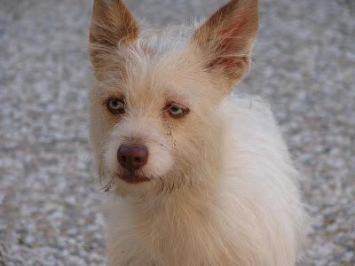 Pippi perrita abandonada en pueblo de Huelva.