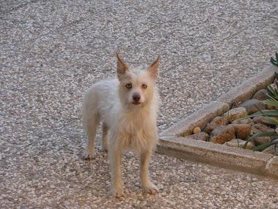Pippi perrita abandonada en pueblo de Huelva.