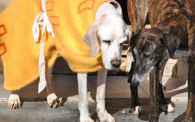 AYUDA PARA CHICO!.. Un abuelito de 15 años dejado en una protectora.