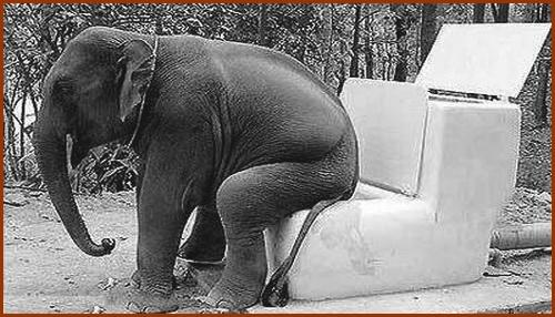 El elefante que habla entrenado para aprender a ir al baño.
