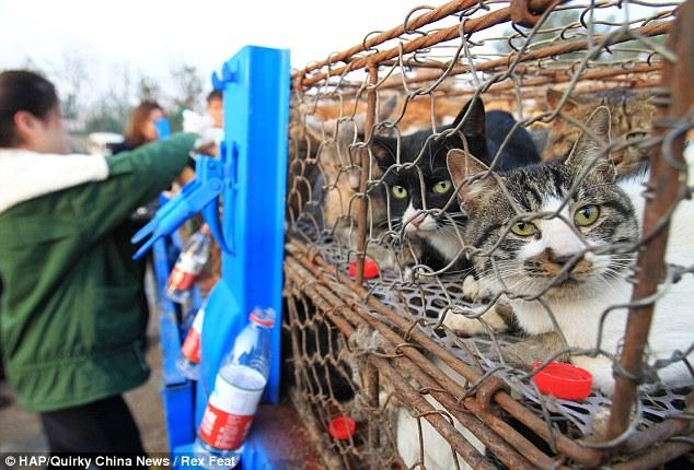 Rescatados gatos en China destinados a restaurantes