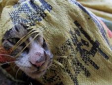 Rescatan gatos iban vendidos restaurantes