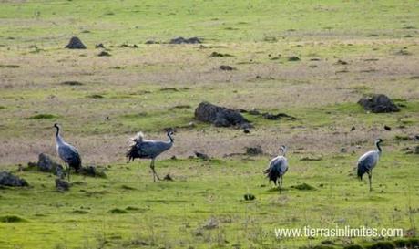 Las grullas ya están en Extremadura