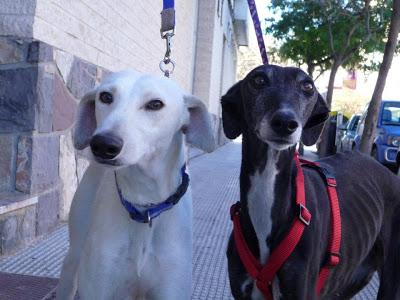 Preciosas galguitas rescatadas de la perrera de Zaragoza.