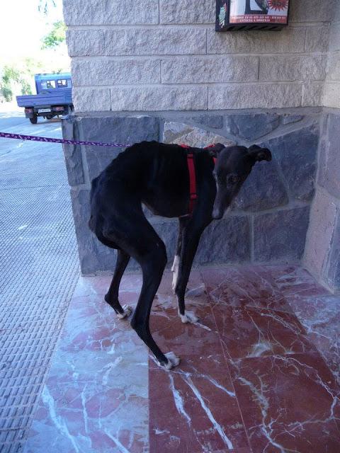 Preciosas galguitas rescatadas de la perrera de Zaragoza.