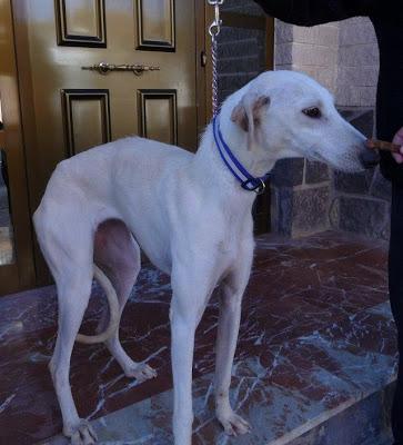 Preciosas galguitas rescatadas de la perrera de Zaragoza.