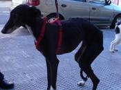 Preciosas galguitas rescatadas perrera Zaragoza.