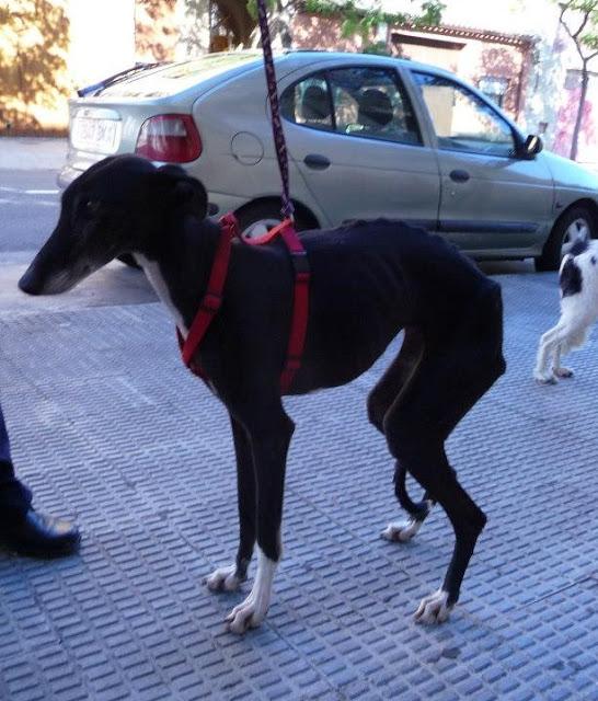 Preciosas galguitas rescatadas de la perrera de Zaragoza.