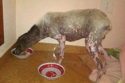 URGENTE, NOAH NECESITA ACOGIDA PARA YA!!