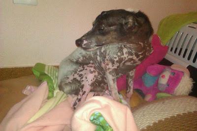 URGENTE, NOAH NECESITA ACOGIDA PARA YA!!