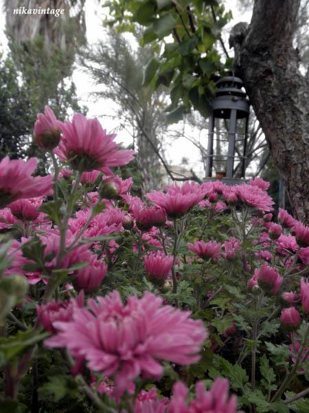 Flores en otoño