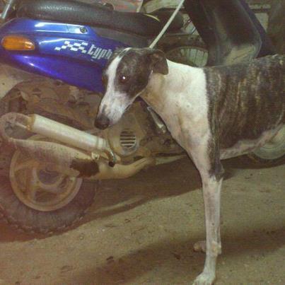 Foto: *Esta es Gala, se HA PERDIDO POR LA ZONA DE VENDRELL, TARRAGONA.  Llegó a su casa de acogida, la cual iban a ser sus futuros adoptantes. Por un descuido, se escapó, lograron seguirla y cogerla, y con tanto miedo que tenia les mordió y empezó a correr sin rumbo. Por favor, esta perra ha salido de un infIerno vivido con un cazador de Sevilla, necesita volver con sus papis y todos sus hermanitos de la granja de animales rescatados donde ha estado feliz durante días. Los dueños estan destrozados. Llevamos buscandola desde el viernes, ha llovido mucho y hace mucho frío. Hoy volveré para buscarla, esperemos que no le pase nada malo y logremos verla. Sé que si sabemos donde está podremos cogerla!! Porfavor, mucha difusion !!! Si sigue con su rumbo puede estar dirección calafell, o volverse para atrás e ir hasta Torredembarra.  Si la veis, porfavor, llamar a la policia de Vendrell, Tarragona. O llamarme a mi al : 610451648 Elena   Info; Raza: Galga. Tamaño/Color: Es bastante grande para ser hembra, es de color atigrado oscuro y partes blancas. Podria tener algunas heridas antiguas por las patas, y nuevas. Edad: 5-6años. Carácter: es muy buena, pero esta muy asustada y perdida.   Esperemos poder encontrarte Gala, no desistiremos!!!