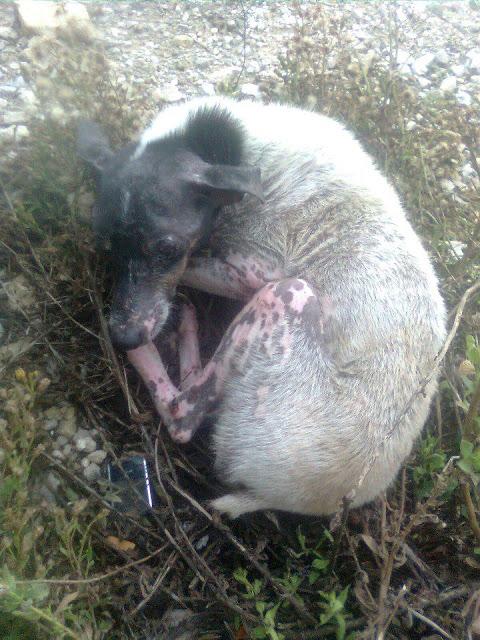 URGENTE, NOAH NECESITA ACOGIDA PARA YA!!