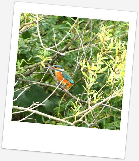 Birding in northern Spain-Pajareando por el Norte de España