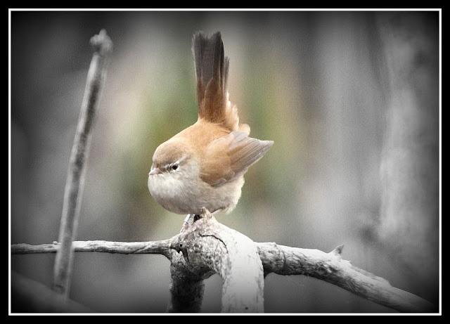 Birding in northern Spain-Pajareando por el Norte de España