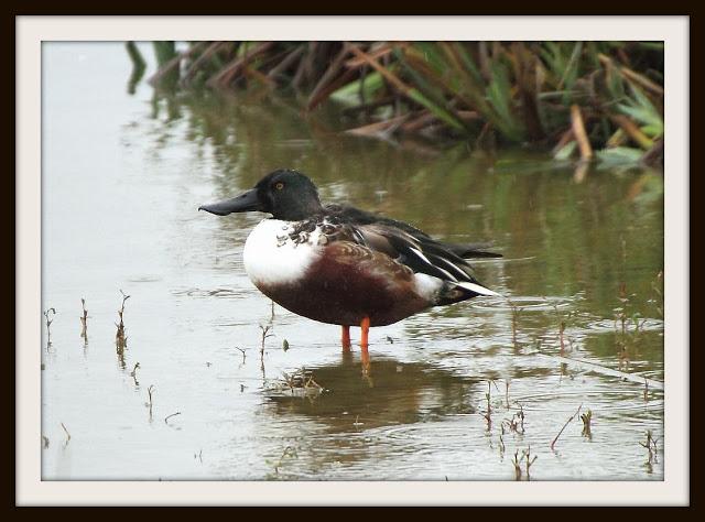 Birding in northern Spain-Pajareando por el Norte de España