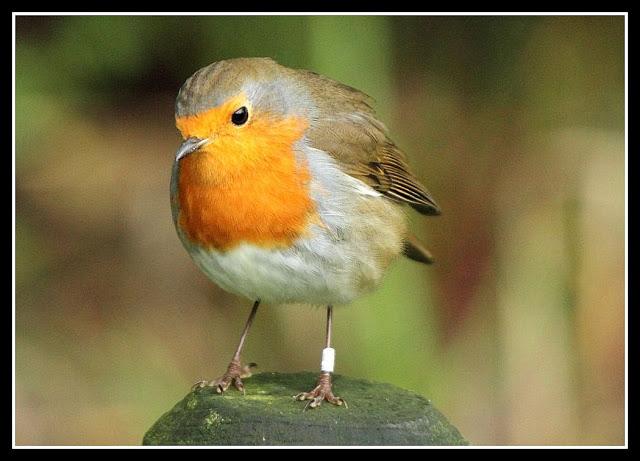 Birding in northern Spain-Pajareando por el Norte de España