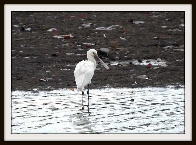 Birding in northern Spain-Pajareando por el Norte de España