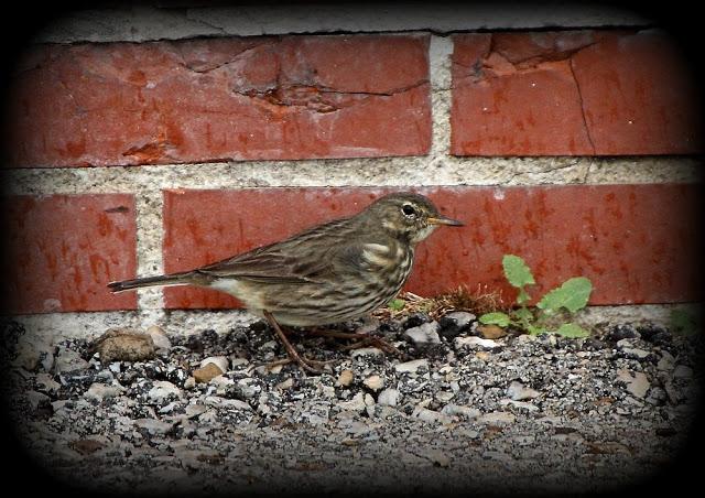 Birding in northern Spain-Pajareando por el Norte de España