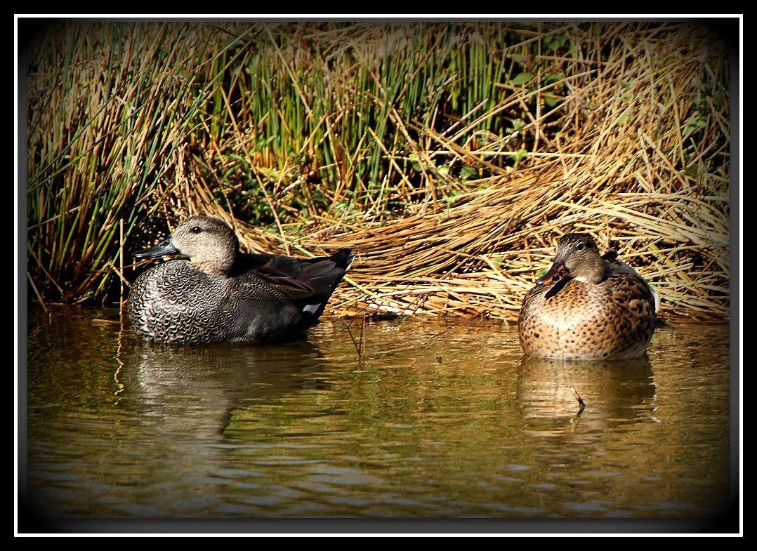 Birding in northern Spain-Pajareando por el Norte de España
