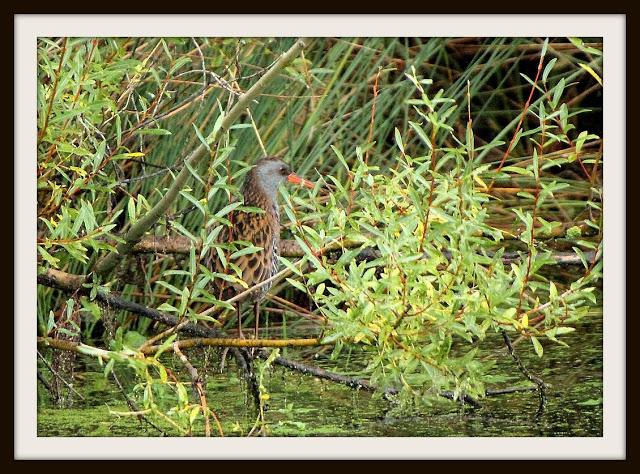 Birding in northern Spain-Pajareando por el Norte de España