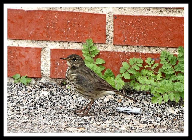 Birding in northern Spain-Pajareando por el Norte de España