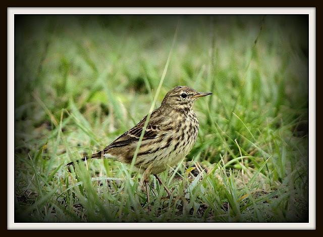 Birding in northern Spain-Pajareando por el Norte de España