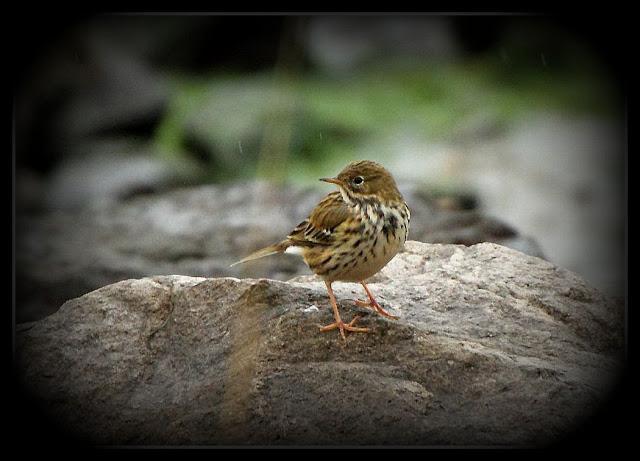 Birding in northern Spain-Pajareando por el Norte de España