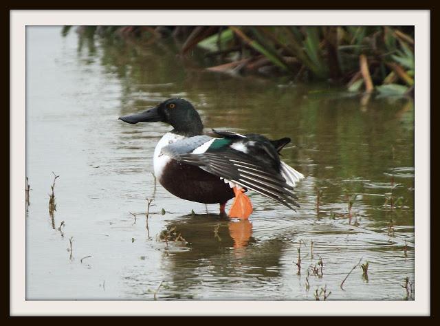Birding in northern Spain-Pajareando por el Norte de España