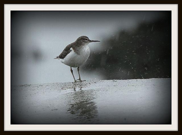 Birding in northern Spain-Pajareando por el Norte de España