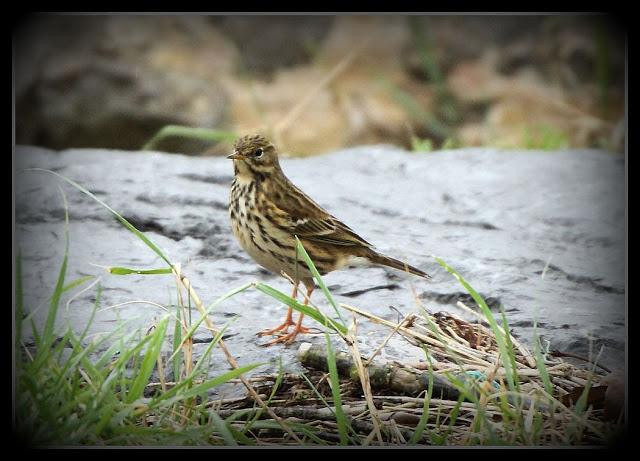Birding in northern Spain-Pajareando por el Norte de España