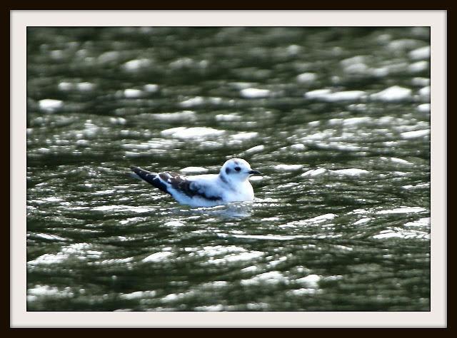 Birding in northern Spain-Pajareando por el Norte de España