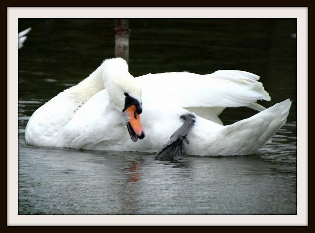 Birding in northern Spain-Pajareando por el Norte de España