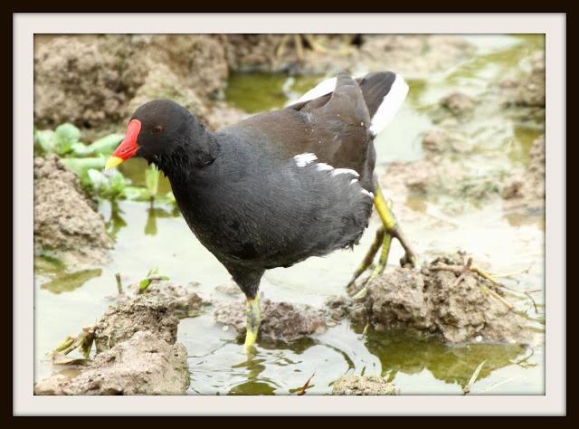 Birding in northern Spain-Pajareando por el Norte de España
