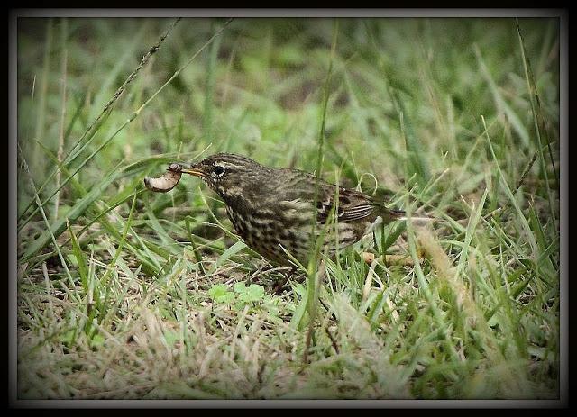 Birding in northern Spain-Pajareando por el Norte de España
