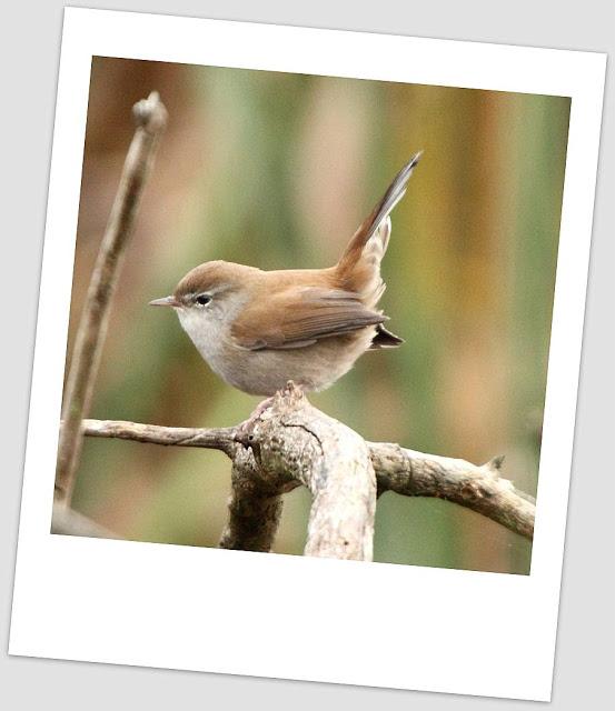 Birding in northern Spain-Pajareando por el Norte de España