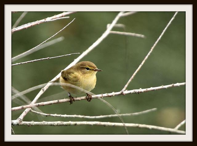 Birding in northern Spain-Pajareando por el Norte de España