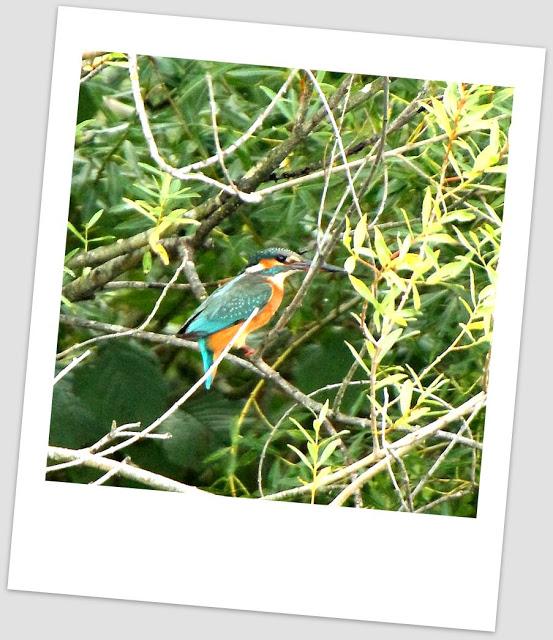 Birding in northern Spain-Pajareando por el Norte de España