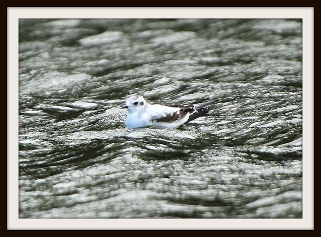 Birding in northern Spain-Pajareando por el Norte de España