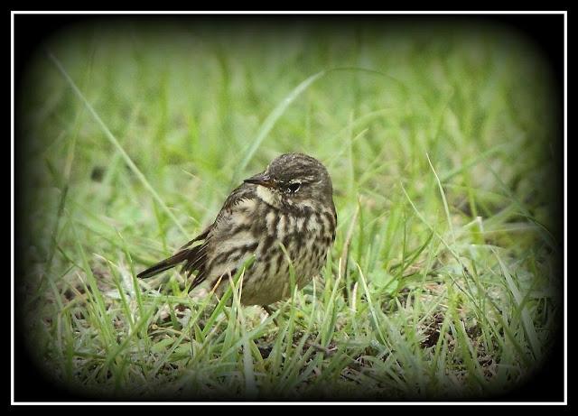 Birding in northern Spain-Pajareando por el Norte de España