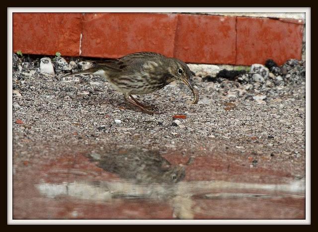 Birding in northern Spain-Pajareando por el Norte de España