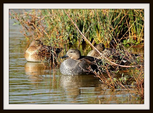 Birding in northern Spain-Pajareando por el Norte de España