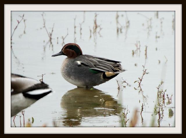 Birding in northern Spain-Pajareando por el Norte de España