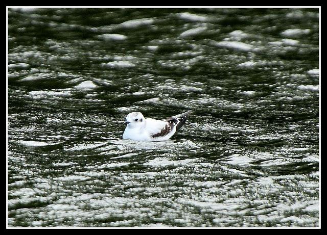 Birding in northern Spain-Pajareando por el Norte de España