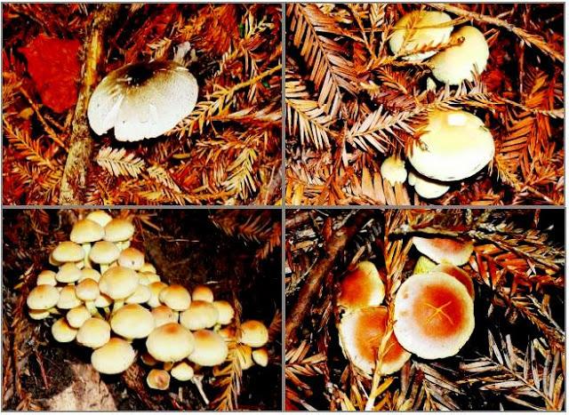 ES TIEMPO DE ....................(Setas/Hongos).-