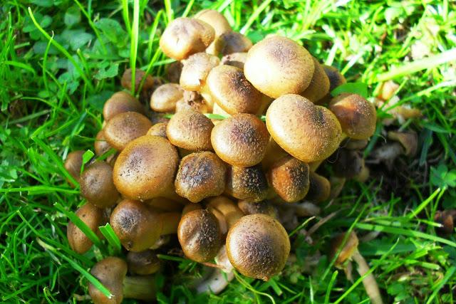 ES TIEMPO DE ....................(Setas/Hongos).-