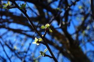 Feliz semana (La Llacuna, Anoia, abril 2012) FELIZ SEMANA (I)