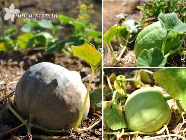 Rosco de calabaza y piñones