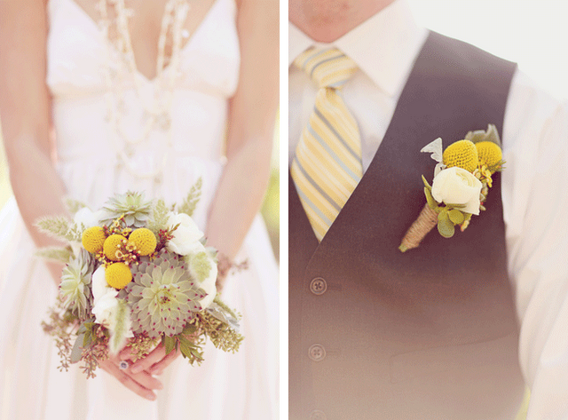 Mi amor por las craspedias